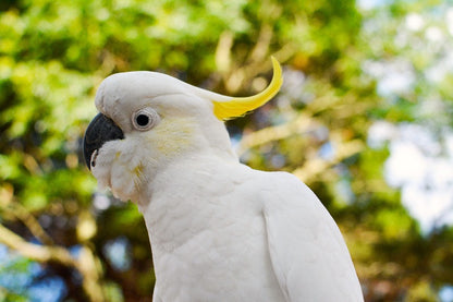 Curious Cockatoo Wooden Jigsaw Puzzle